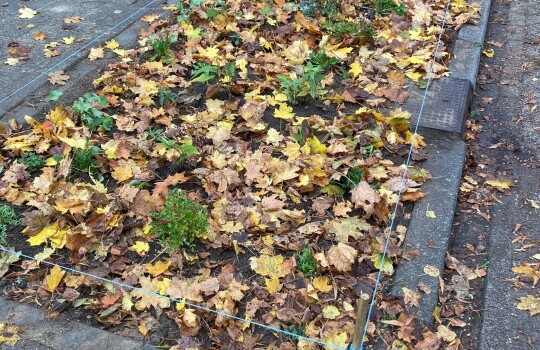 Piet_Heinstraat_groenstrook_1