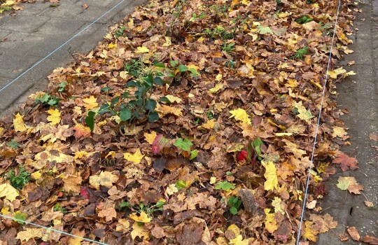 Piet_Heinstraat_groenstrook_2