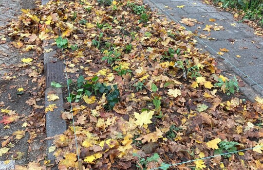 Piet_Heinstraat_groenstrook_4