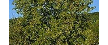 Plant een aantal notenbomen in de spoorkuil - D5BD11B0-9033-4DBA-8FCB-ED9A3DECE0C4
