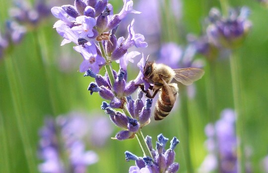 lavendel-bij