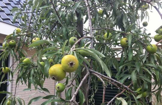 pyrus_salicifolius_pendula_