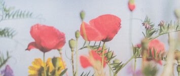 Maak plaats voor wilde bloemen - Wilde_bloemen_(2)