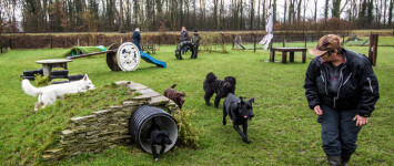Honden speelcircuit in losloopgebied Spoorkuil - download