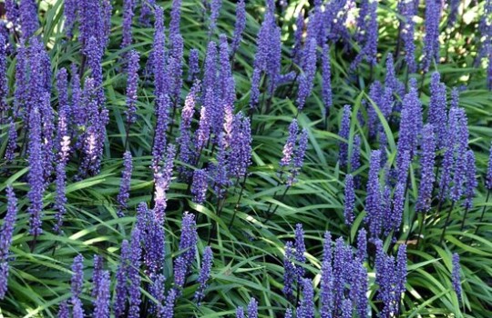 liriope_muscari