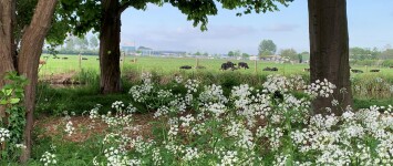 Veel groen - groen