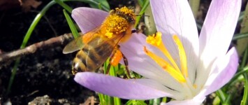 Biologische bollen voor de vlinderlint-route Stadspark Groene Perron - 065b2395-6157-4d42-b2d9-8b919498defd