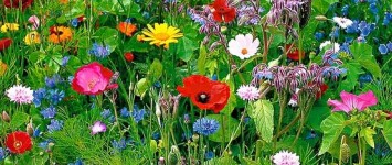 Wilde bloemen langs Frankrijkstraat in Lent - 1432b85f02fd271d22a3eb79f35dece3