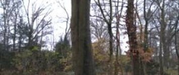 Plantenbakken XXL op straat om snelheid te verminderen - overstekende kids die park in willen - 1