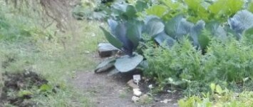 buurtmoestuin aan de Palembangstraat - moestuin