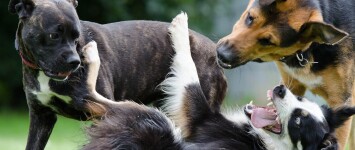 Hondenspeeltuin bij de Kamp/aan de Westkanaaldijk - border-collie-672696_1920