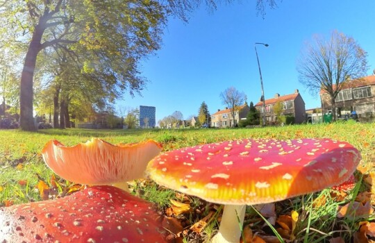 Paddenstoelen_op_het_grasveld_met_NXP_als_uitzicht