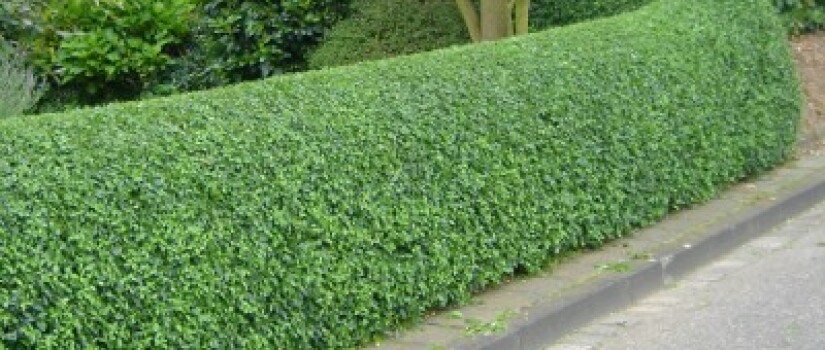 ligustrum_vulgare_haag