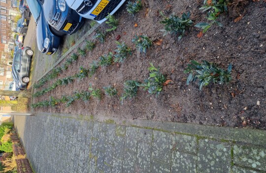 Beplanting_Adagiostraat