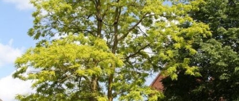 Robinia_pseudoacacia_'Frysia'