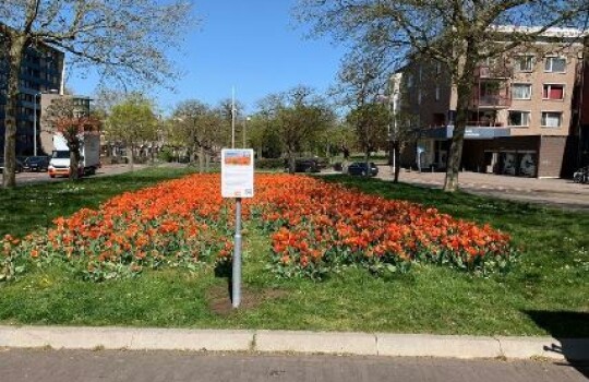 Tulp2