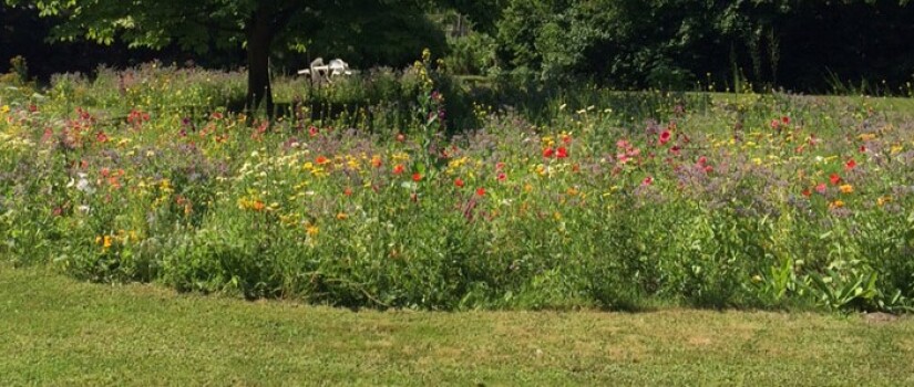 weidebloemenmix-zomer2016