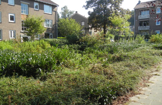 Moerbeistraat_plantsoen_16